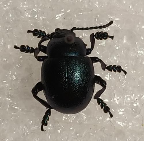 Réf. 275 039 : Timarcha goettingensis